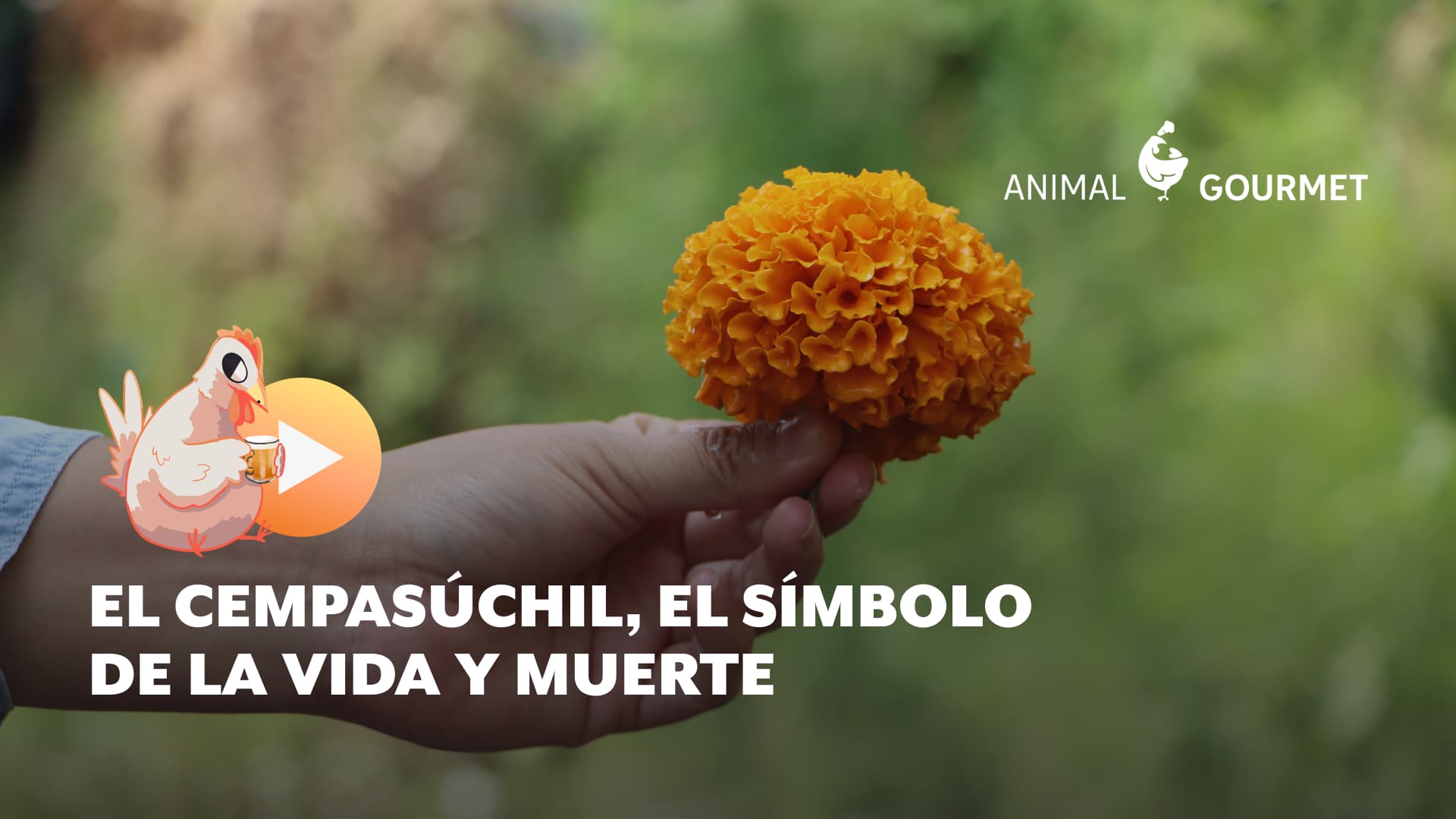 Cempasúchil, la flor mexicana que guía el camino de los muertos