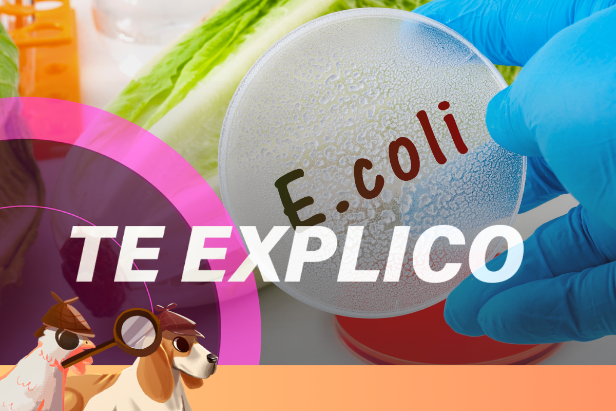 Bacteria E.Coli en alimentos