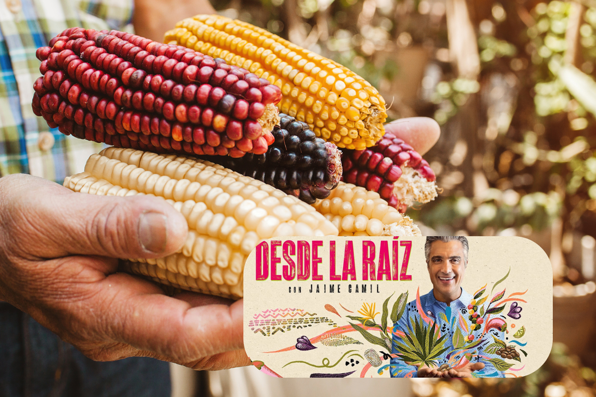 Desde la Raíz: serie narrada por Jaime Camil que habla de los ingredientes mexicanos, sus orígenes milenarios y la importancia de su producción