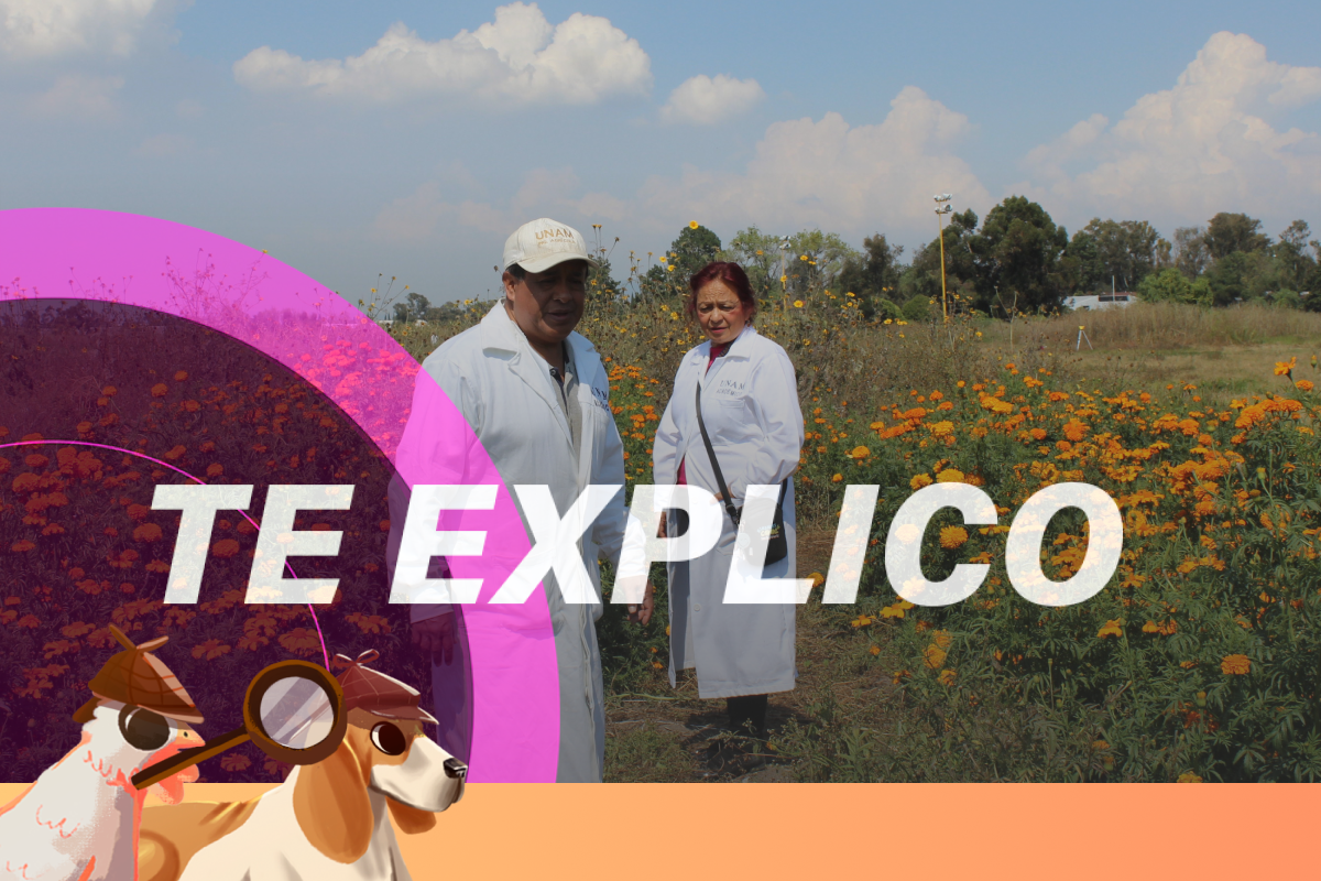 Cempasúchil comestible: Facultad busca potenciar sus propiedades y su uso para alimentar aves