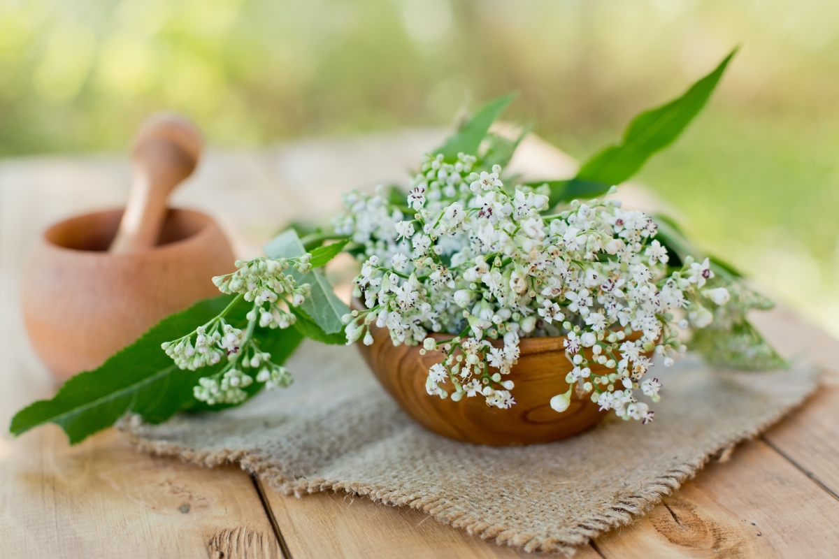 La flor de valeriana es una aliada para la salud y para la vida