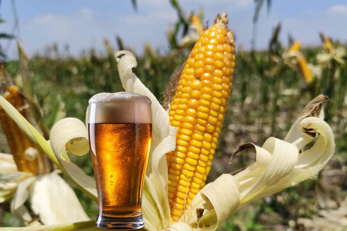 Producen cerveza con maíz criollo: Ganancias se irán a la preservación de los maíces nativos y otras plantas