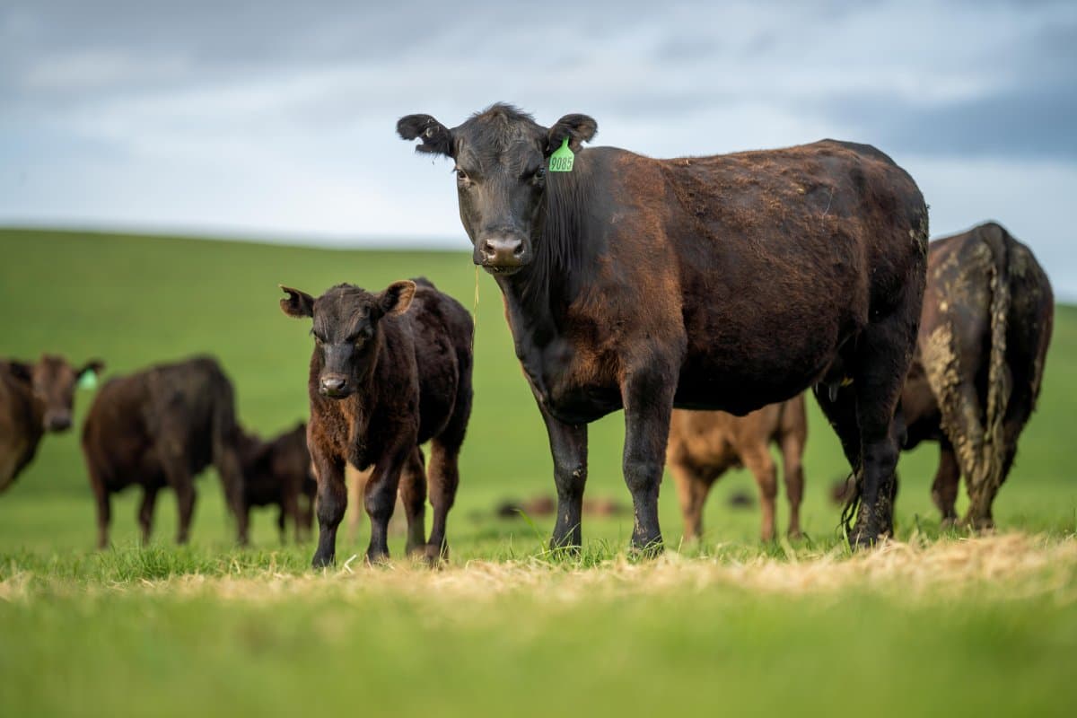 El gusano barrenador del ganado regresó a México tras ser erradicado hace 30 años
