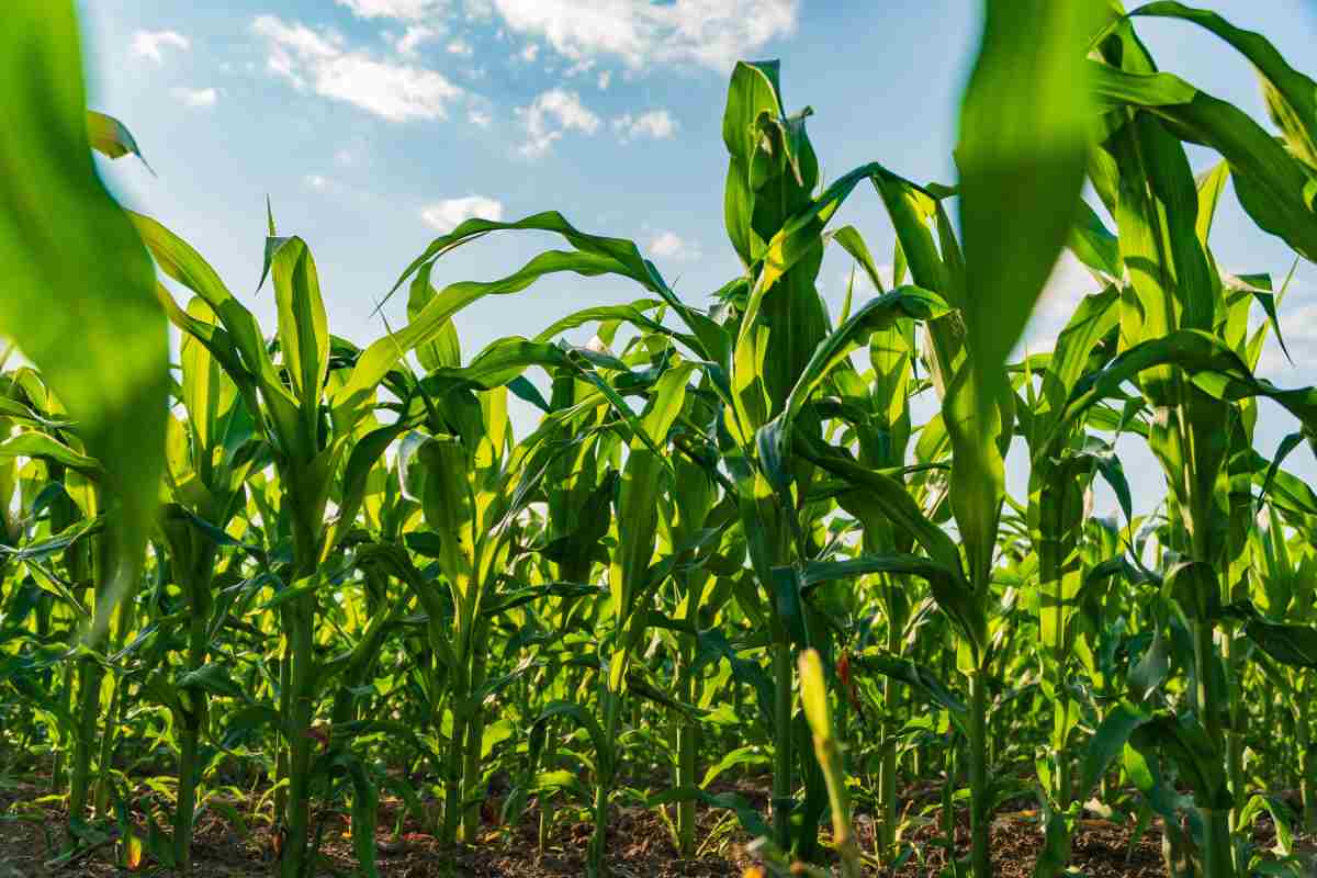 Comer tamales el Día de la Candelaria no solo está vinculada a la religión sino también a la fertilidad de la tierra