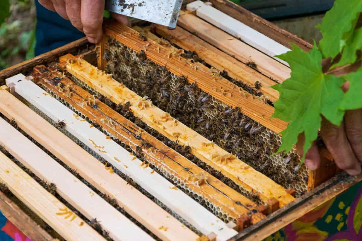 Las colmenas de abejas urbanas que se están robando las miradas en Nueva York