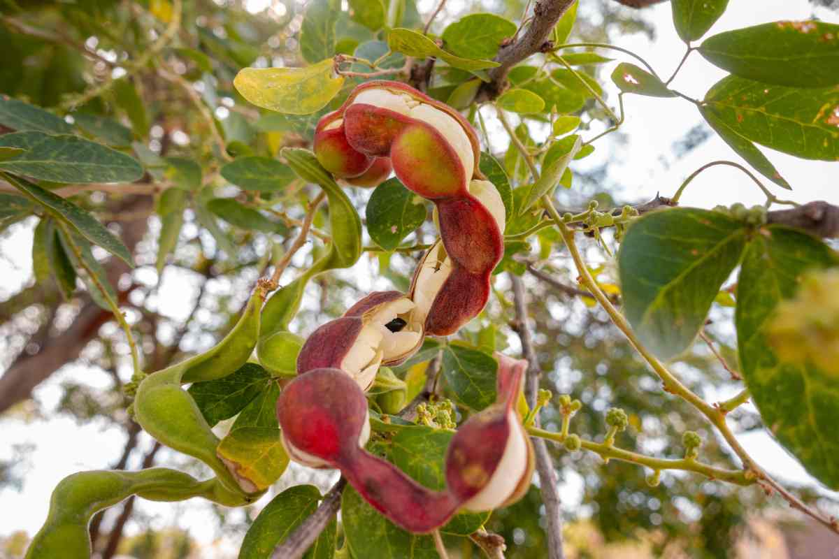 El guamúchil o pinzan, el alimento que se consume como colación o fruto ...