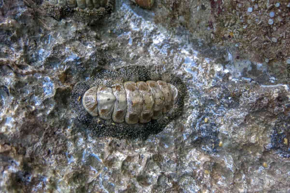 Especimen de cucaracha de mar