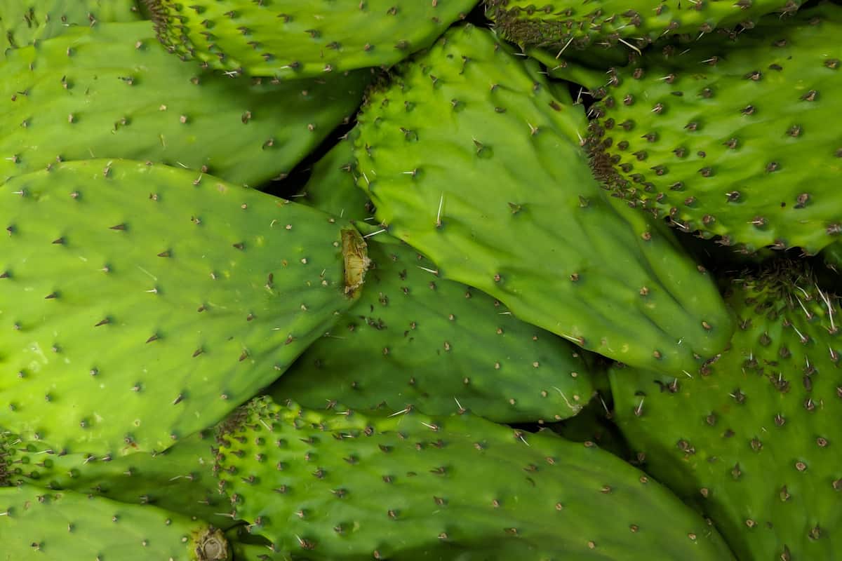 Esto es todo lo que debes saber sobre el nopal, desde beneficios hasta sus variantes