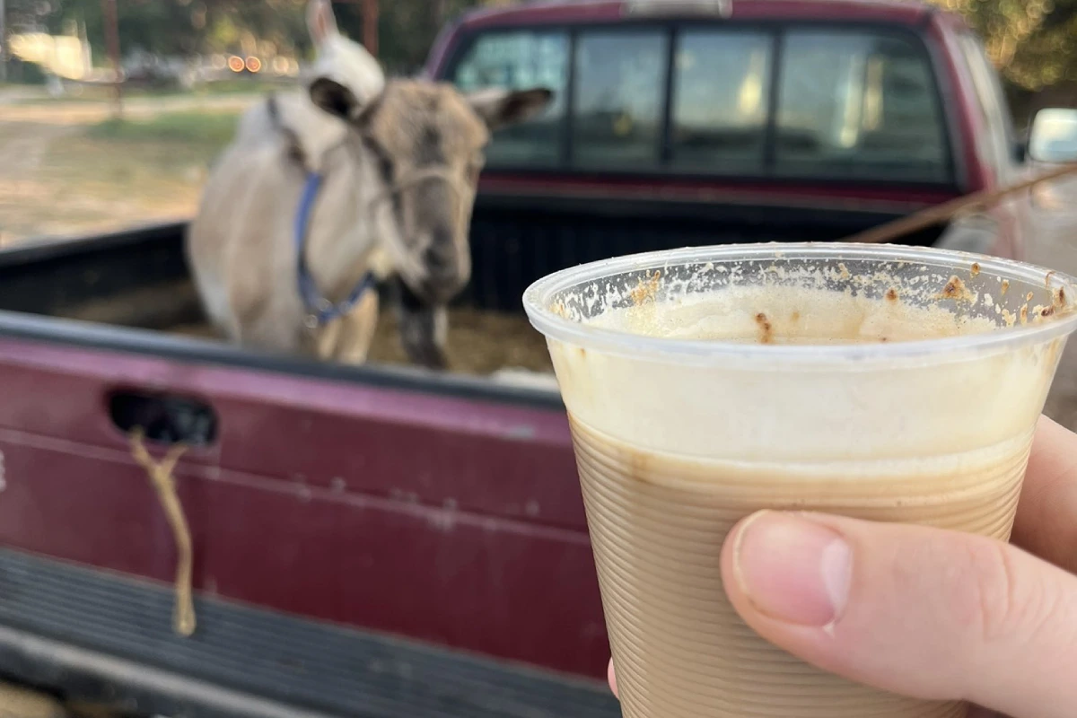 El pajarete, la bebida jalisciense que cura la cruda y se prepara con leche recién ordeñada