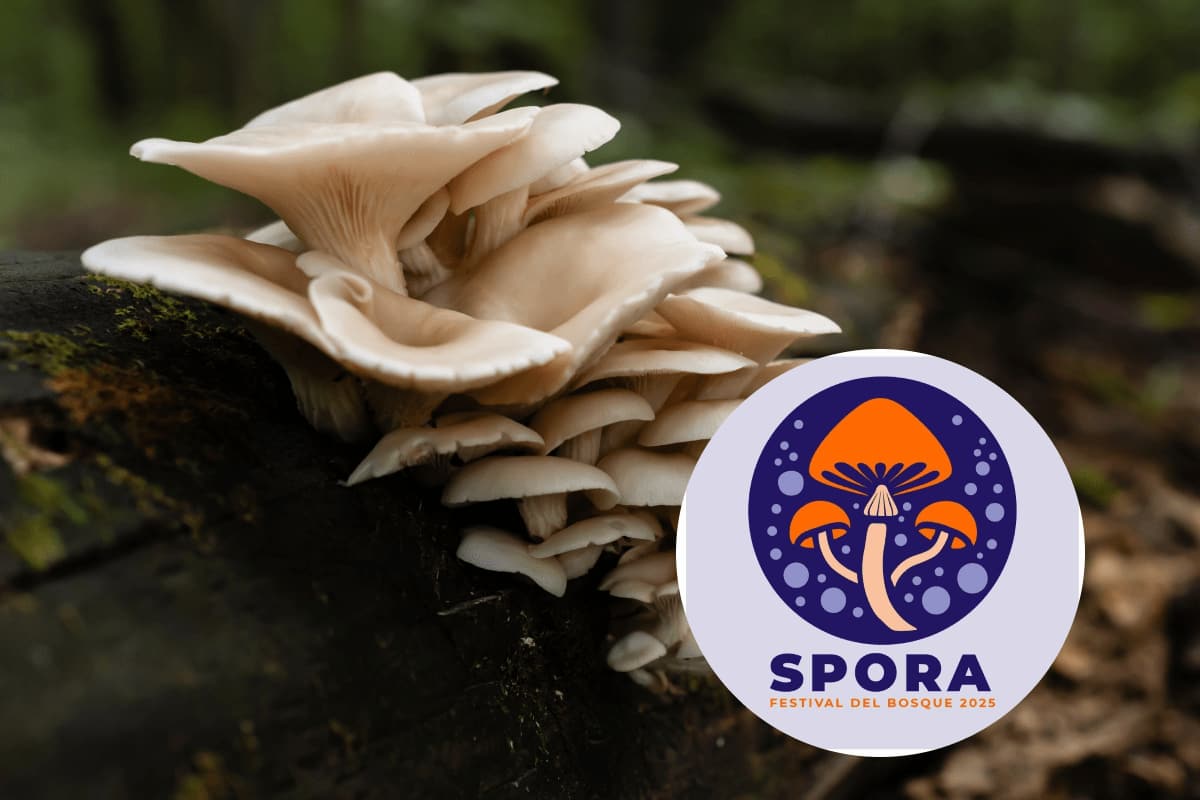 Festival del Bosque de Chapultepec