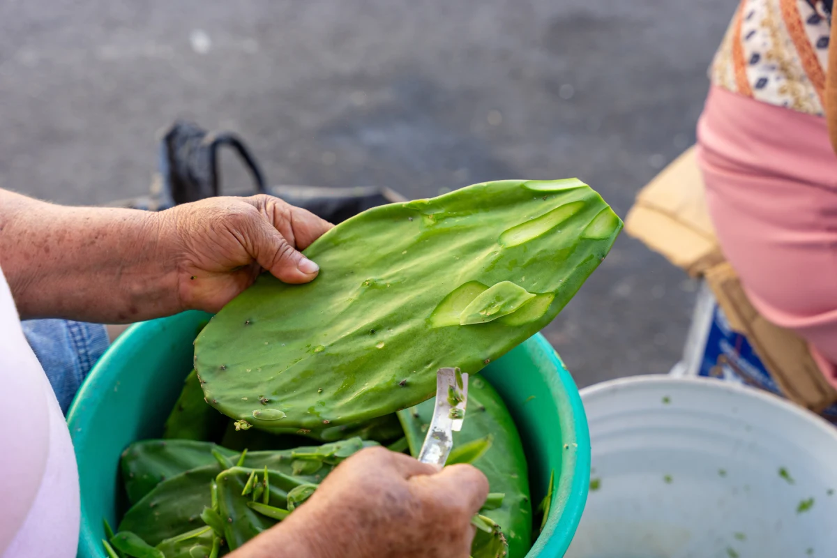 Feria del Nopal 2025: Habrá platillos típicos, bebidas, cosméticos y mucho más