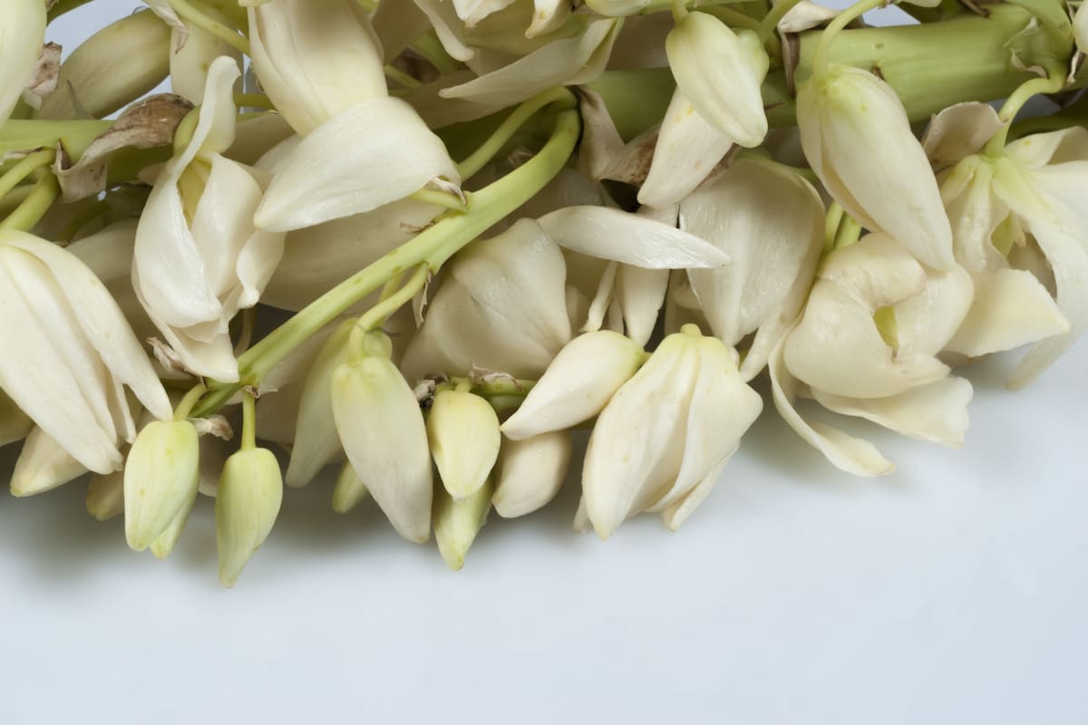 3 recetas con flores de izote, la planta prehispánica con grandes beneficios para la salud e insignia de la cocina de recolección