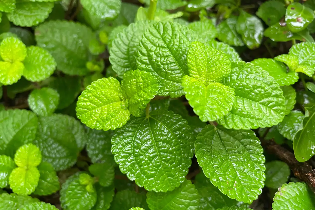 ¿Para qué sirve la hierbabuena? Estos son 10 beneficios de esta planta aromática