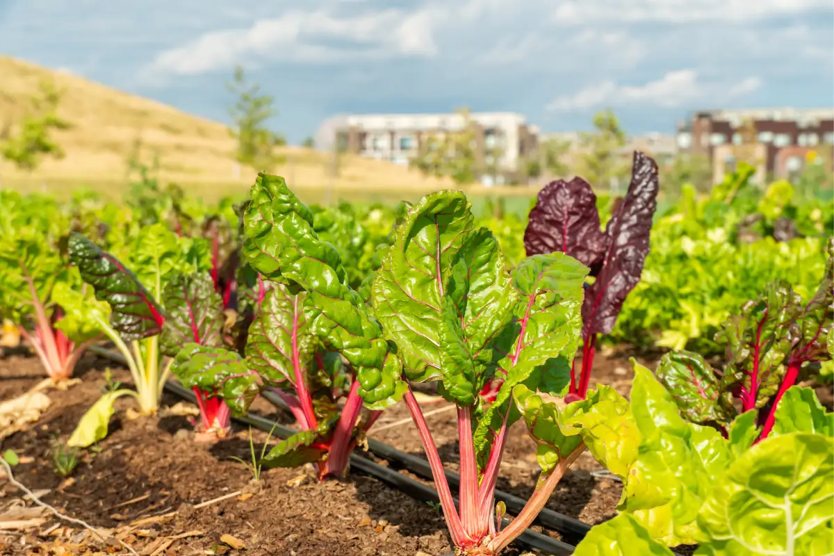 ¿Qué son las hortalizas? El alimento fundamental para los seres humanos y animales