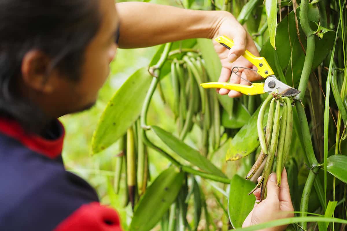 ¡En gran deuda con México! estas cocinas mundiales no serían lo mismo sin estos 4 productos mexicanos