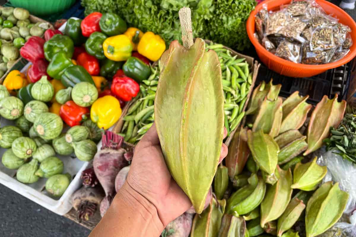 ¿Conoces estos 5 productos secretos de la cocina yucateca? Uno de ellos, al borde de la extinción