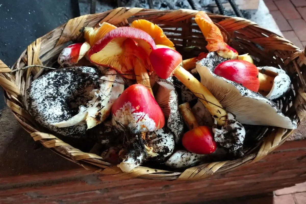 Recolección de hongos en México: Una tradición en el estado de Hidalgo