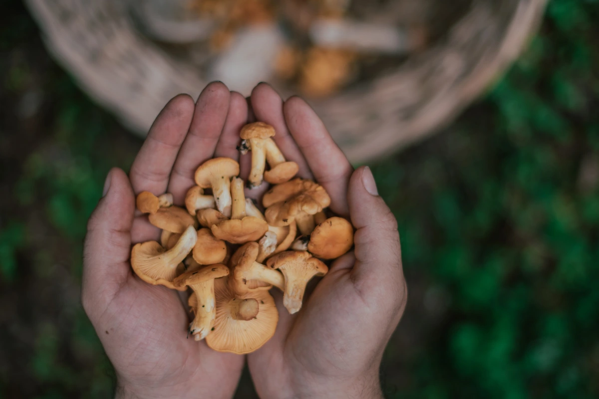 Feria del Hongo 2025