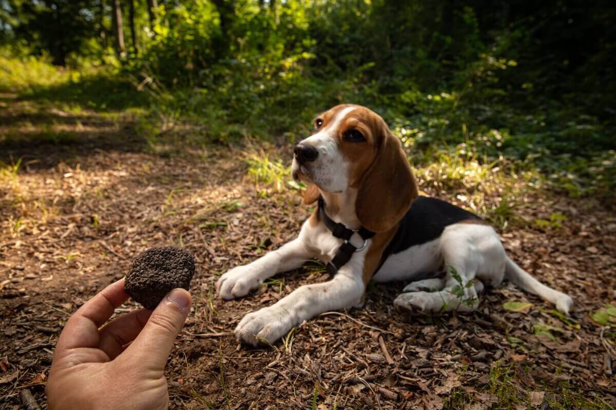 Perro trufero de raza Beagle buscando trufas en el bosque