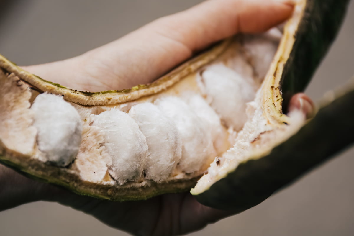 Cuajinicuil: el raro fruto mexicano que ayuda a combatir la artritis