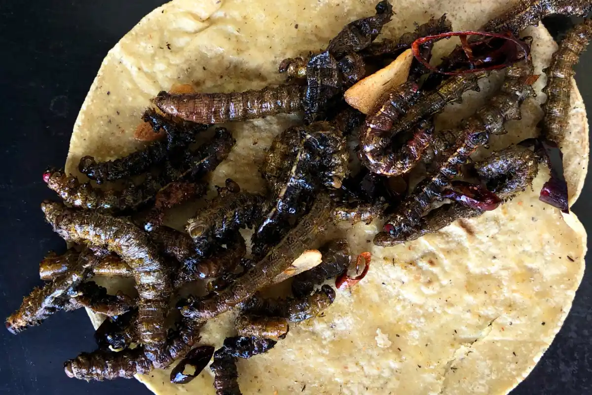 Tacos de cuetlas