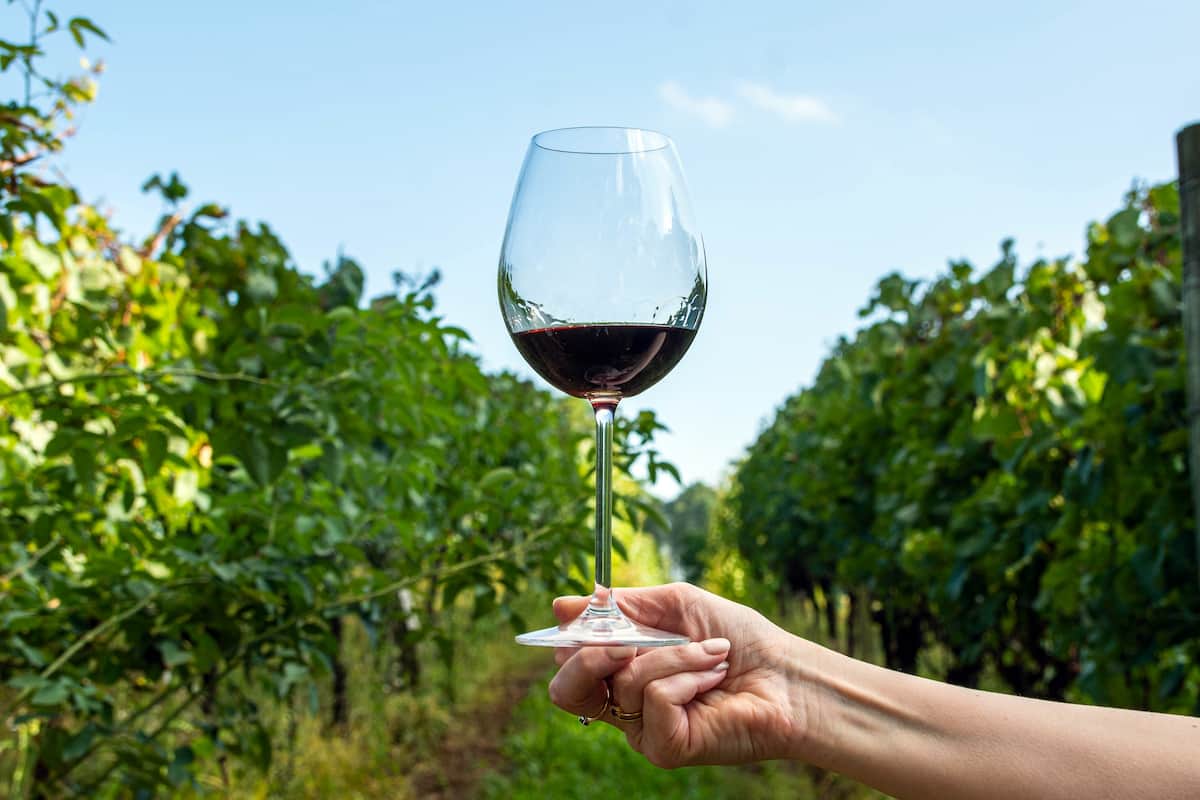 Lánzate al festival Aire Tinto: vino y queso en la “Toscana” a solo 90 minutos de CDMX