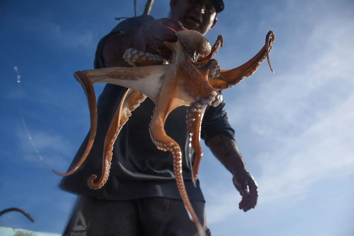 Pulpo maya rosa podría obtener la Denominación de Origen y consolidar su identidad en Yucatán