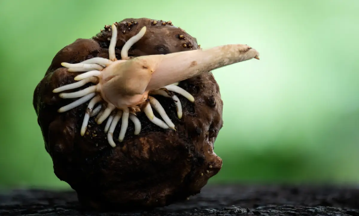 Qué es el konjac, el ingrediente japonés bajo en calorías que conquista la cocina saludable