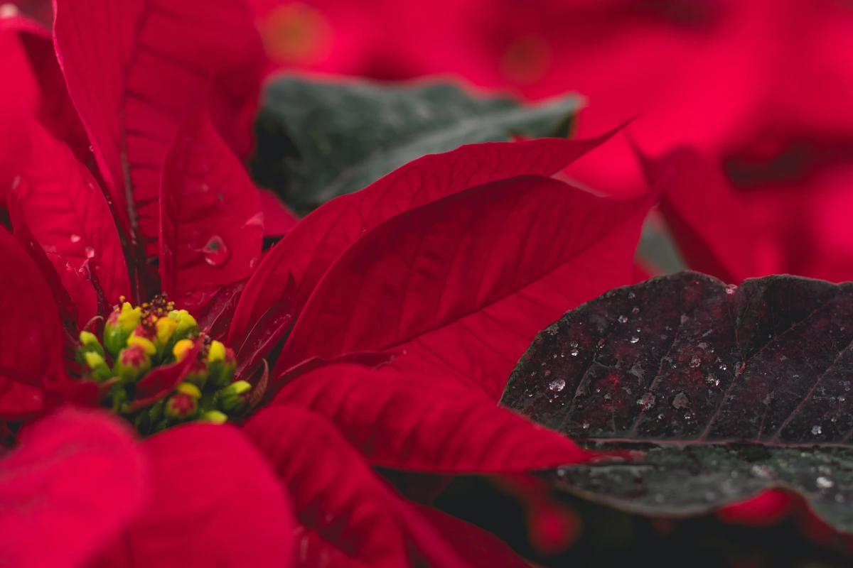 La flor de Nochebuena es comestible pero antes de cocinarla toma en cuenta estas advertencias