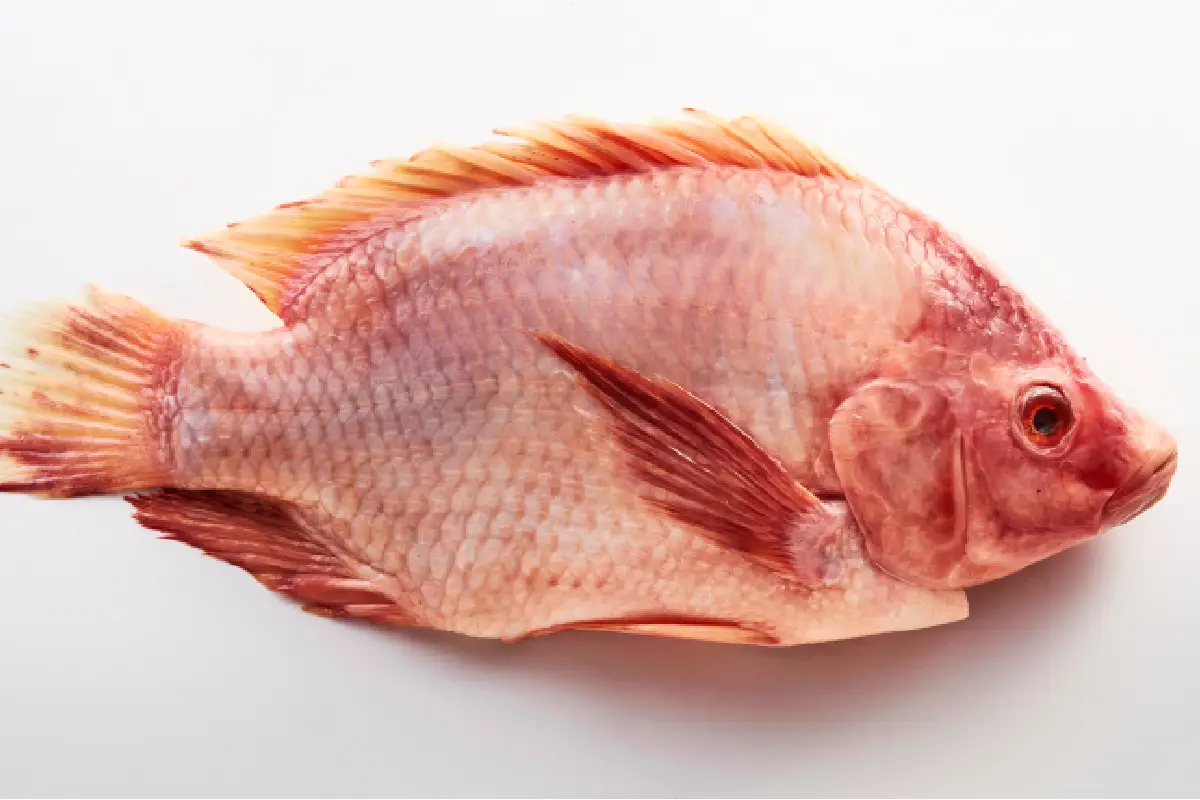 ¿Qué es la papada de pescado o cococha y en qué se diferencia con los cachetes de pescado?