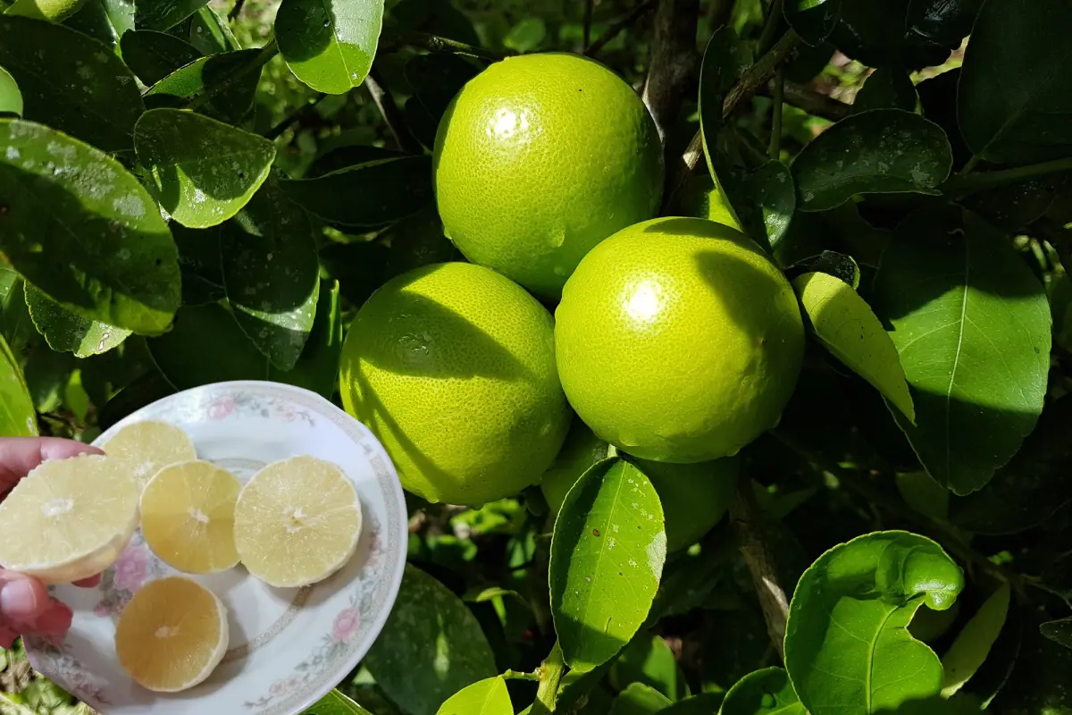 Conoce la chinalima, la fruta cítrica del estado de Yucatán que está en peligro de extinción