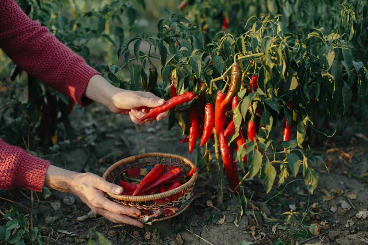 Día mundial de la comida picante: ¿Por qué nos gusta tanto el “fuego” en el paladar?