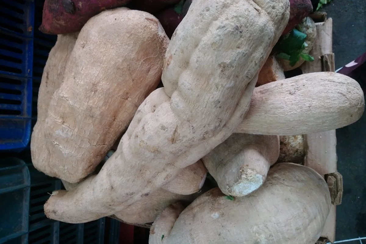 Chinchayote, una joya de la gastronomía mexicana que debes conocer